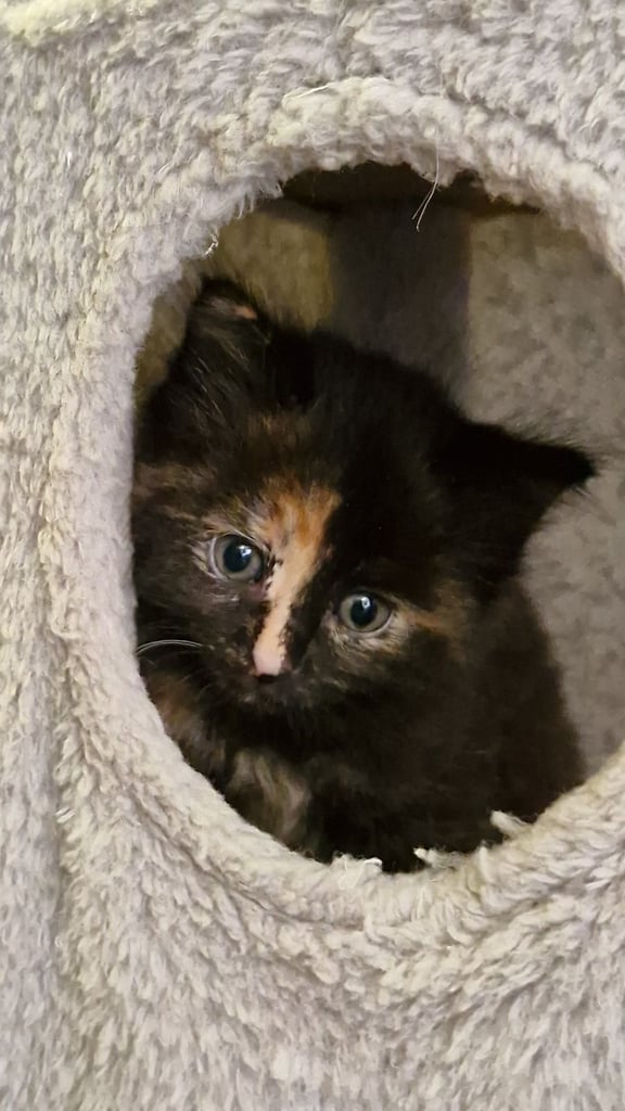 5 Gorgeous kittens for sale 