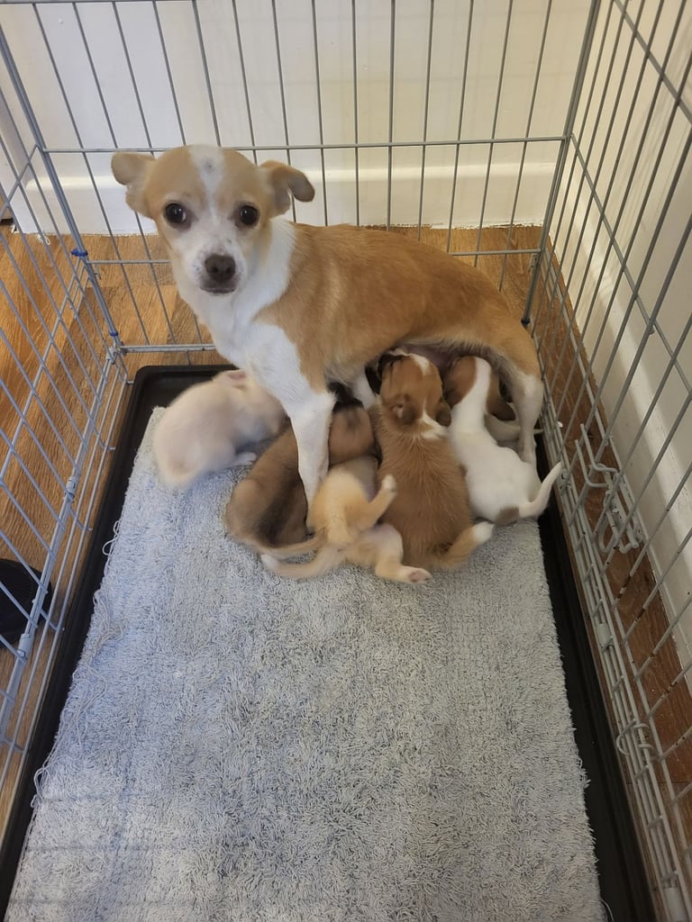 6 Jack Russel x Chihuahua puppies 