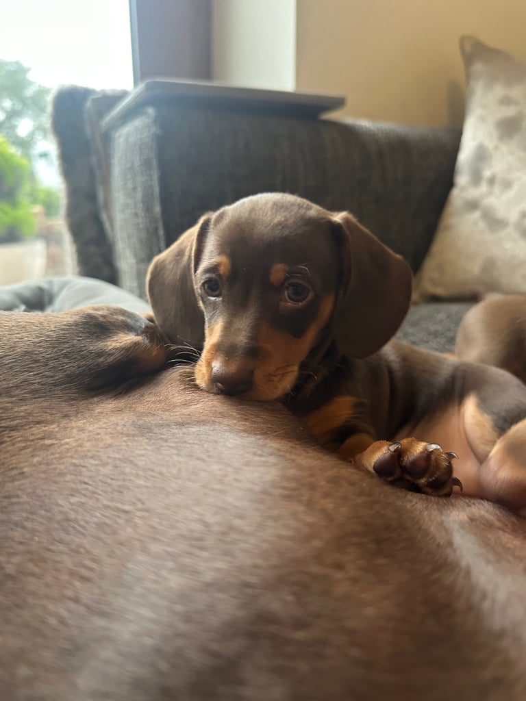 Minature dachshund puppy. 