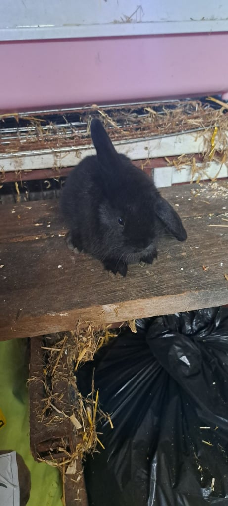 Baby mini lop bunnies 