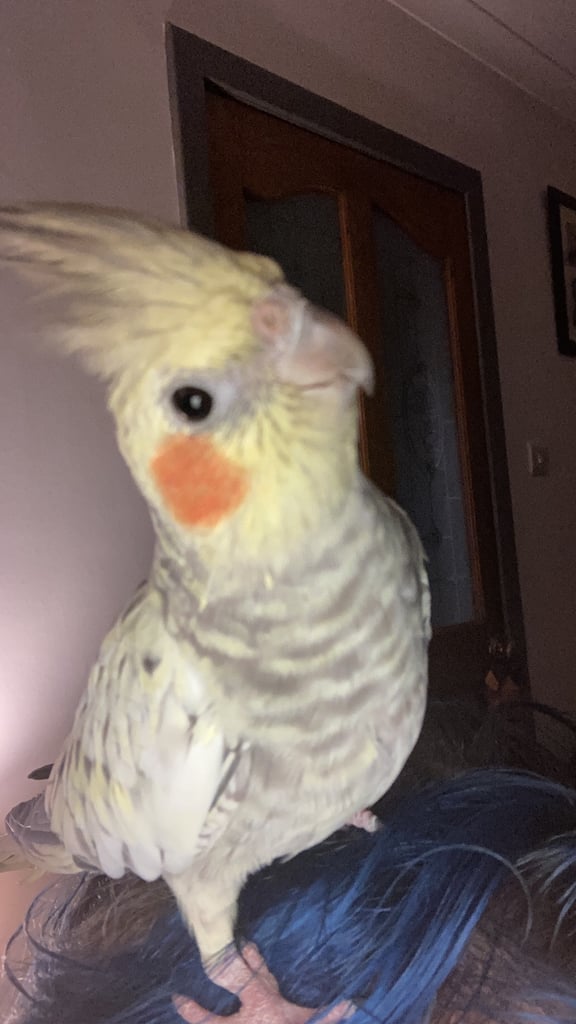 image for Cockatiel needs new home