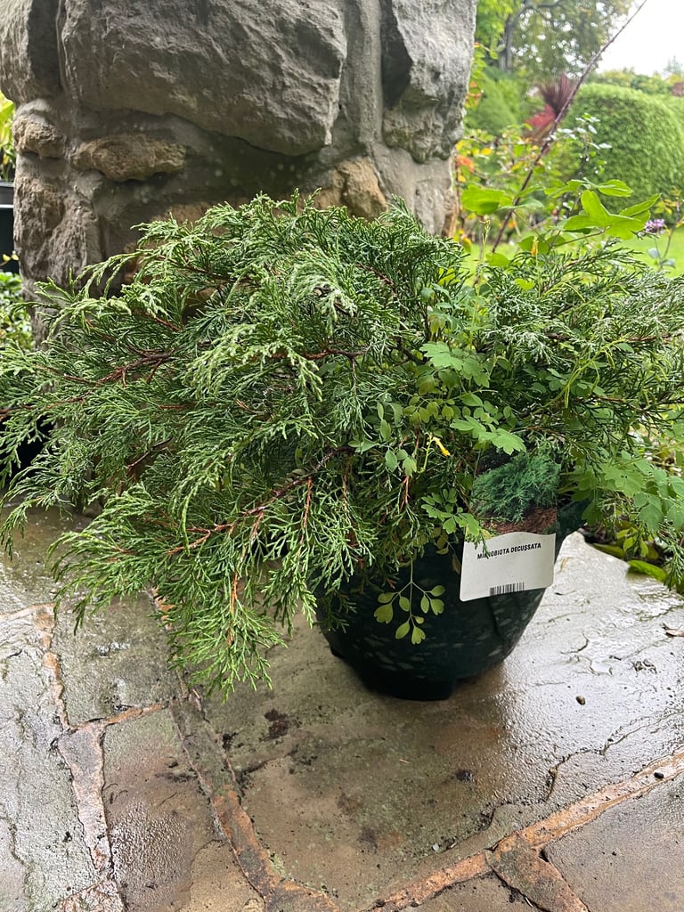 Green planter with a spreading Conifer and Yellow Corydalis (Collect Chichester)