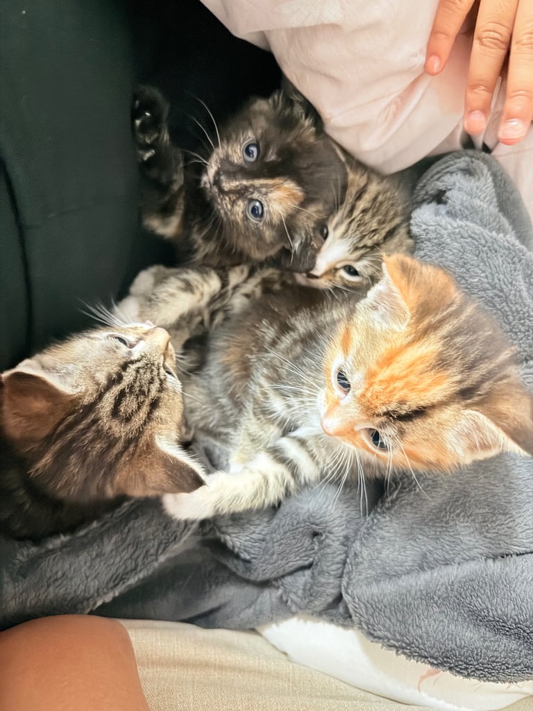 image for Kittens for sale