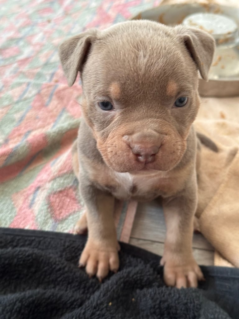Ready in 3weeks!!!!! Pocket bully puppies ❤️