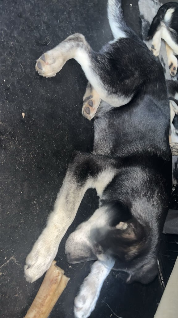 2 female pups - £500 each