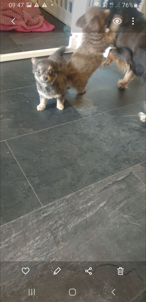 Long haired chihuahua puppys £1100