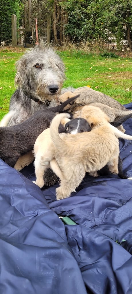 Stunning Rough Coated  Lurcher Puppies