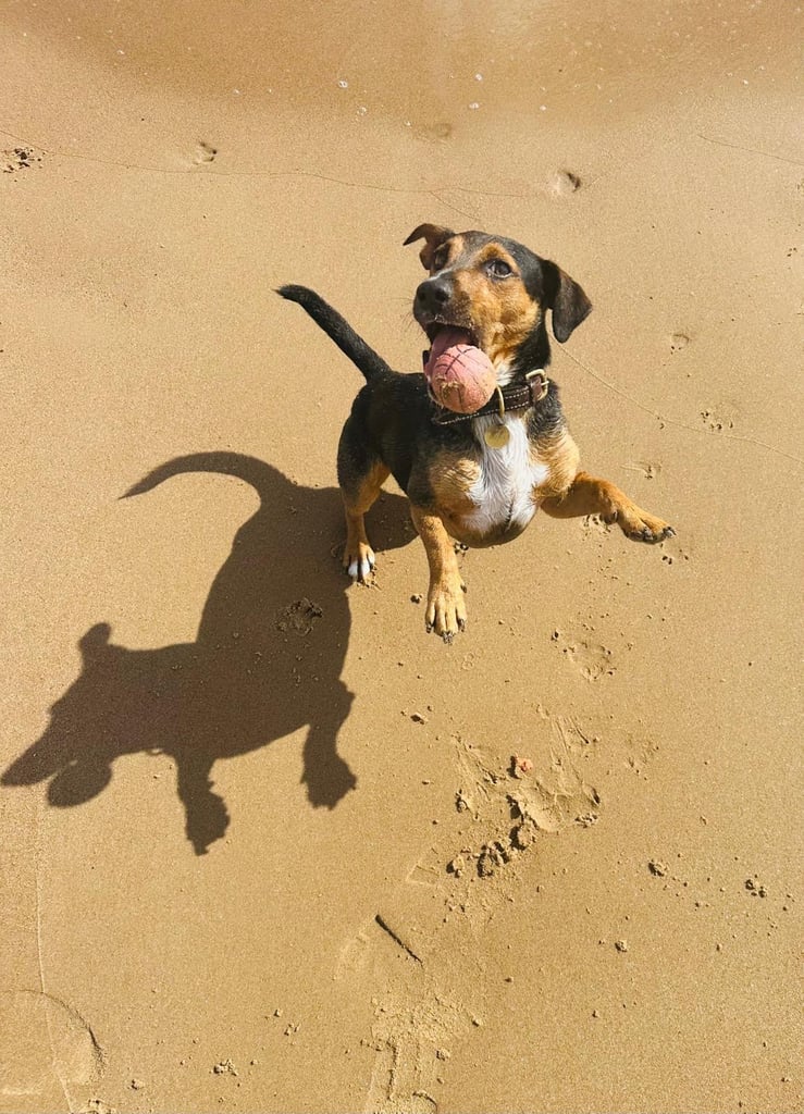 Jack Russel terrier tan pups 