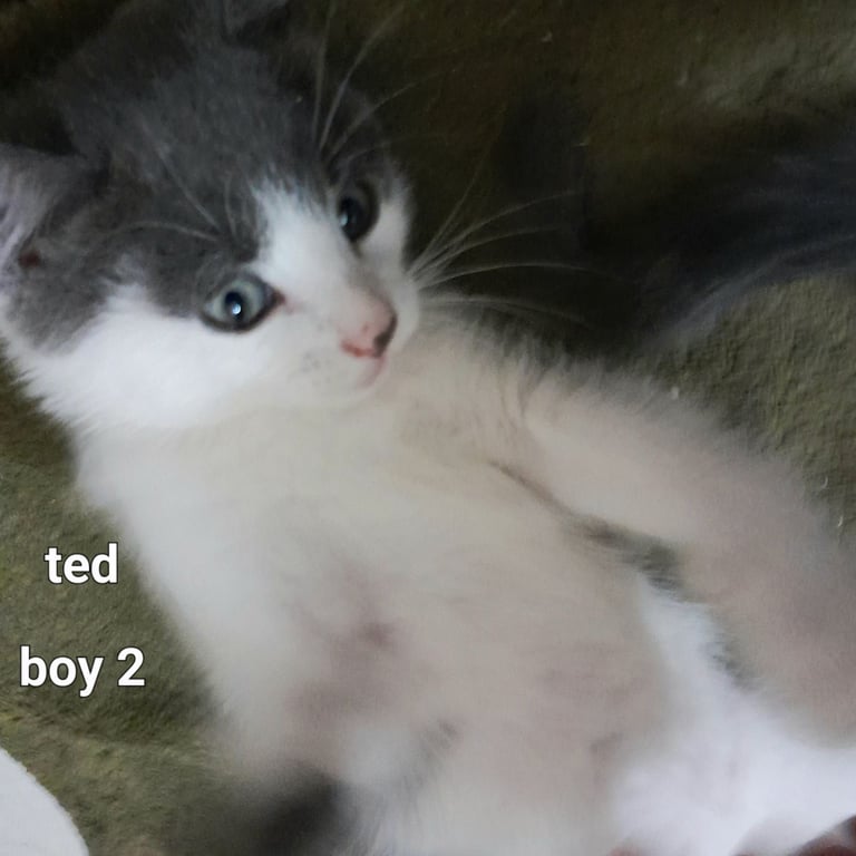  Bi colour white and blue kittens siamese/british shorthair/mix