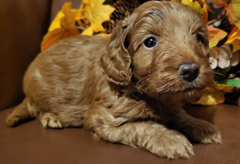 Golden and Red F1b cockapoo pups 