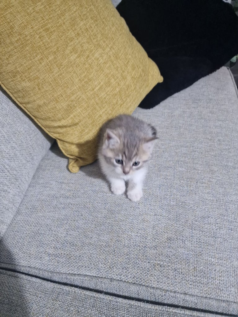 Tow kittens 