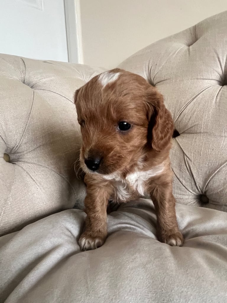 Beautiful Cavapoochon Puppies