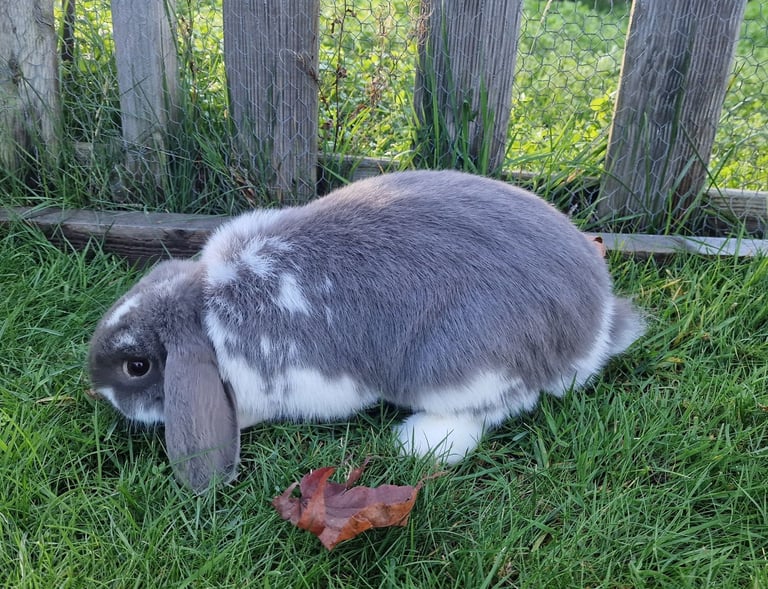Two 6 month old Male mini lop rabbits.