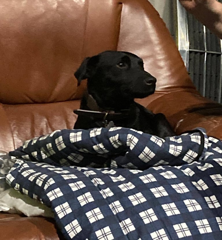 Full Patterdale terrier puppies available now