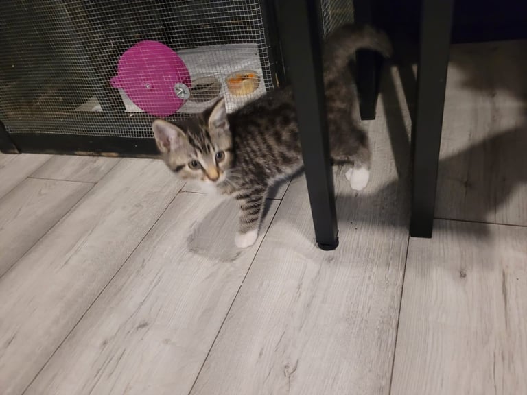 Kittens looking for homes ready 