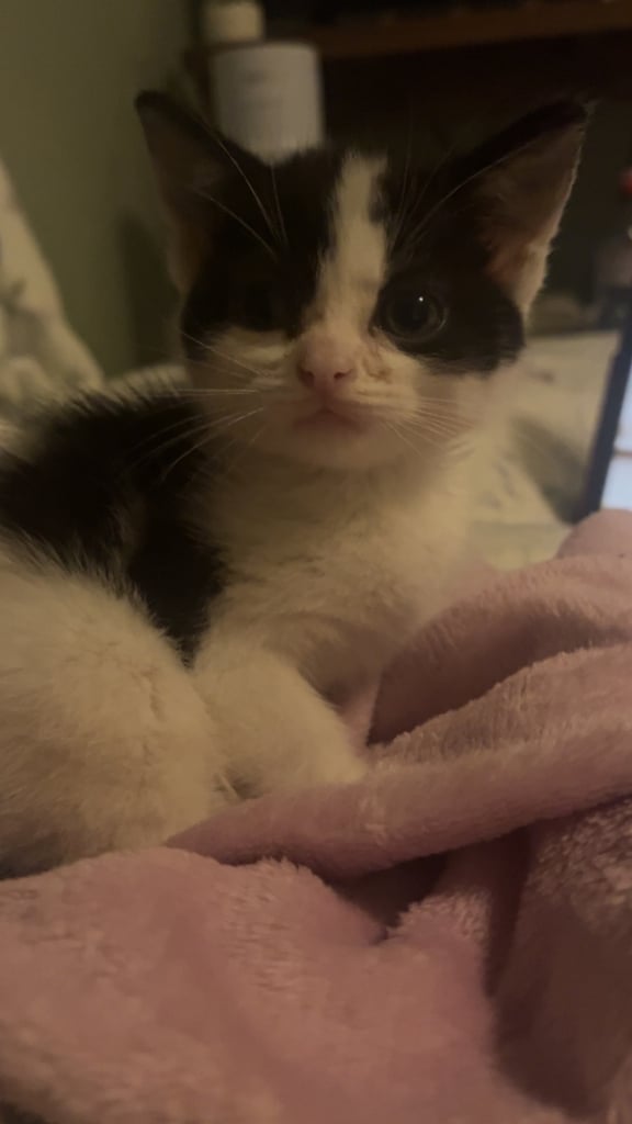 Kitten for sale 