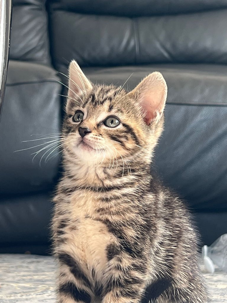 image for 2 beautiful tabby kittens for sale❤️🐱