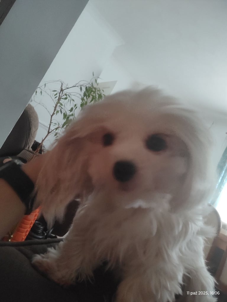 Maltese Female – 3 Years Old 💕