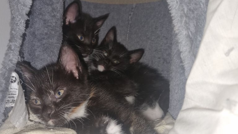 3 kittens looking for a home