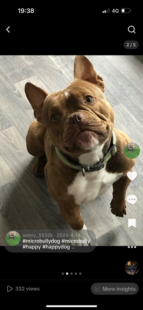 image for Micro Bully Rehome 