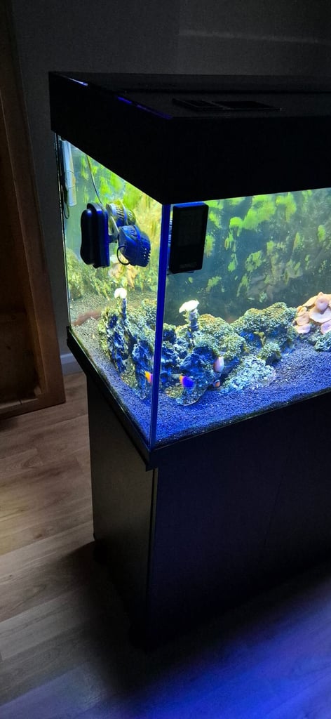 Jewel 180L Marine Tank with Fish, Live Rock/Coral.