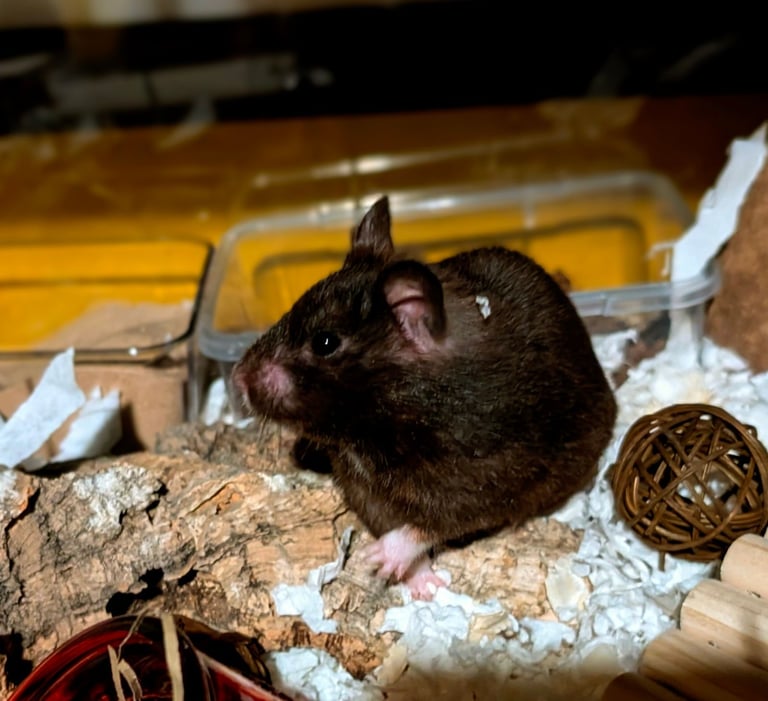 UPDATED 20/10/25 - Female Syrian for Adoption 