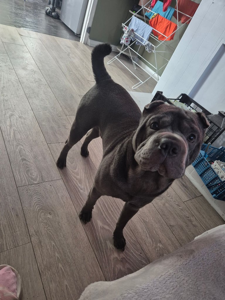 Sharpei X Frenchie