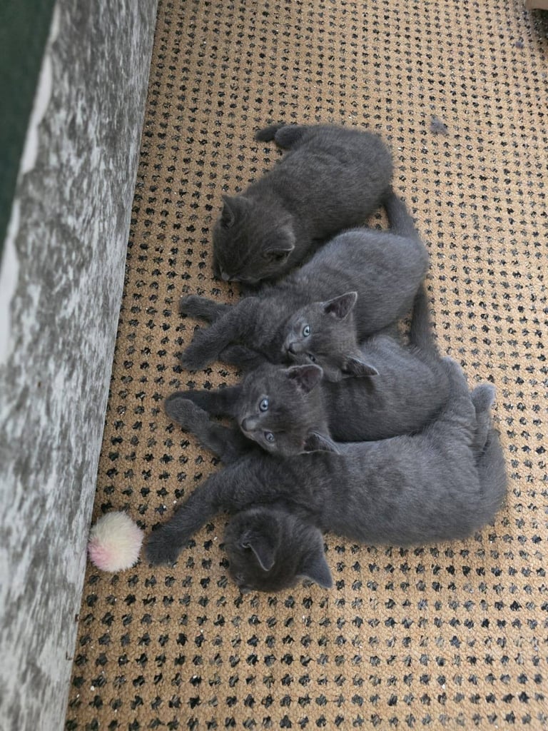 Gorgeous Russian Blue kittens