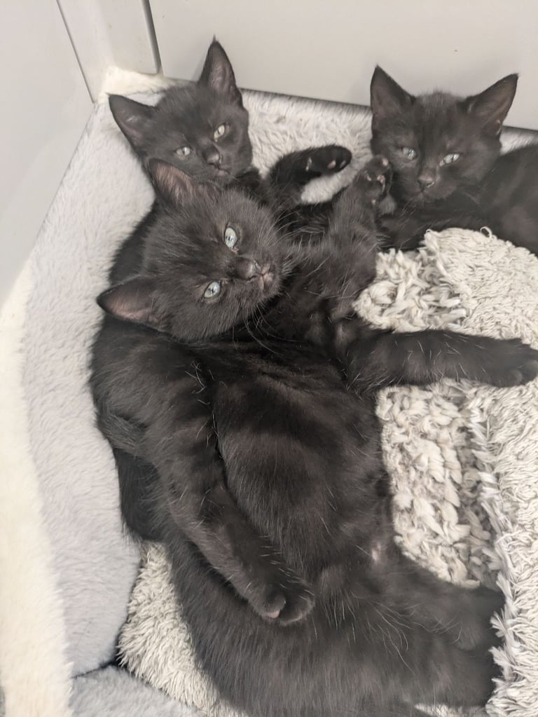 5 black kittens for sale xx