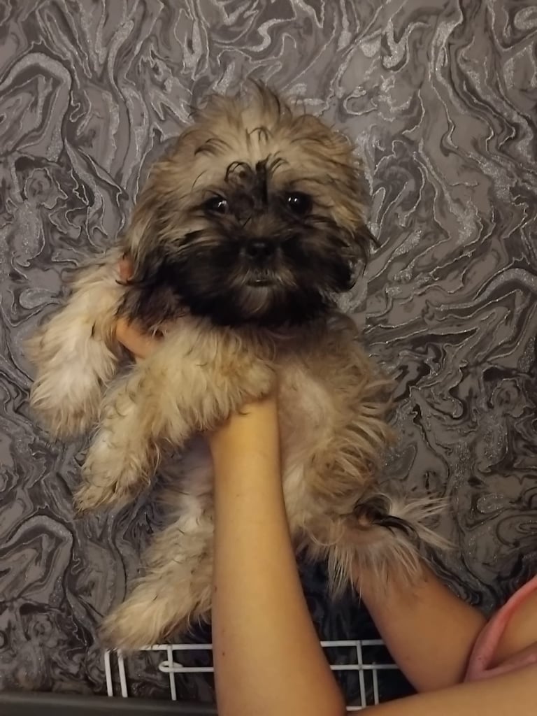 Beautiful female shih Tzu puppy 