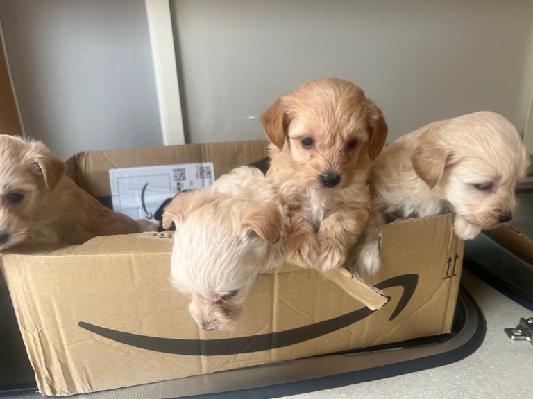 Miniature poodle cross puppies