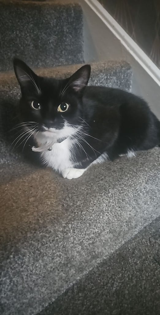 image for 2.5 years old cat free