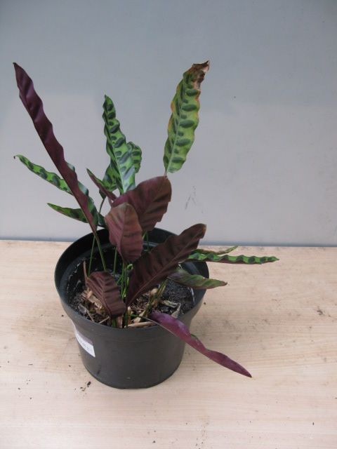 Plant Calathea Lancifolia