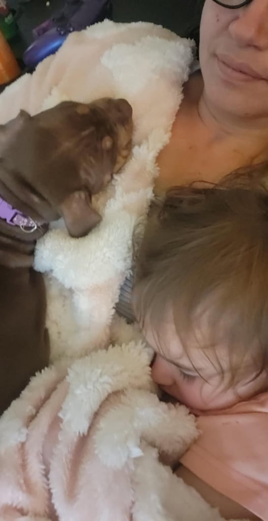 Staffordshire mix pup 