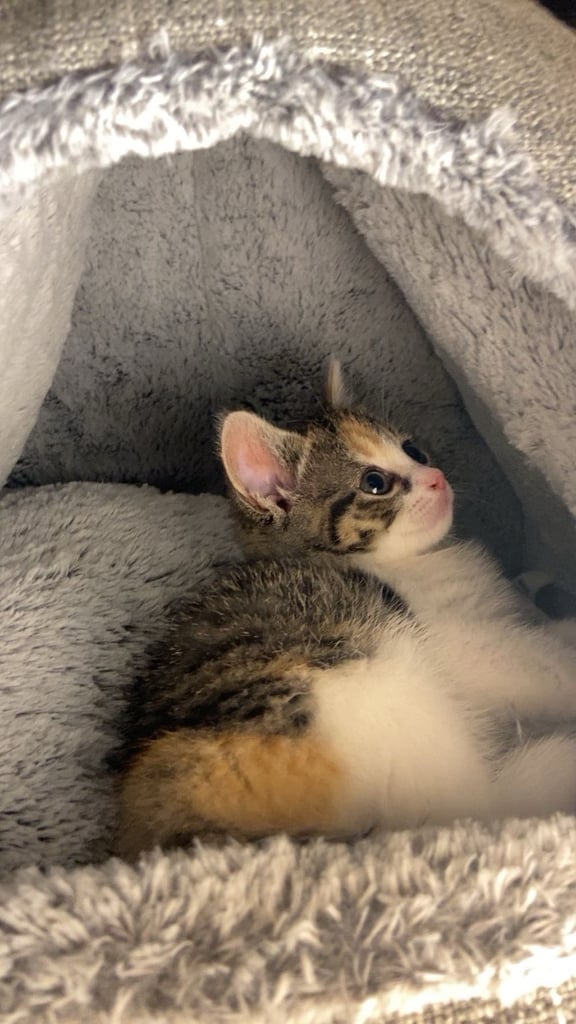 Cute calico kitten for sale ready for a new home 🏡