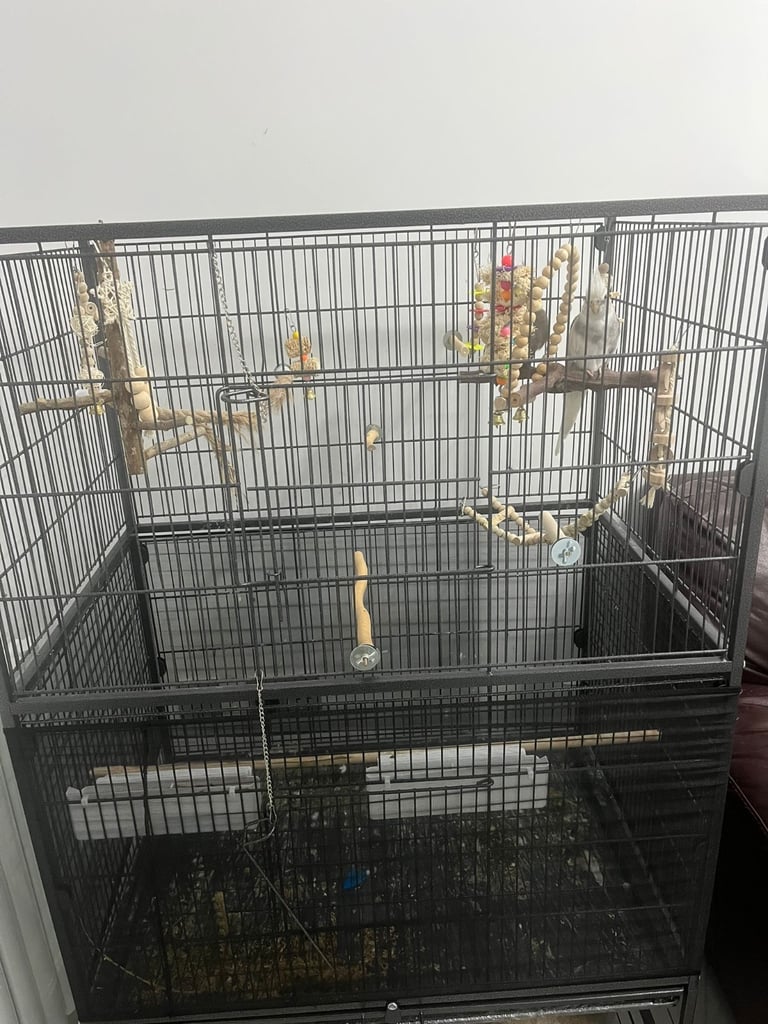 Cockatiel Birds for Sale