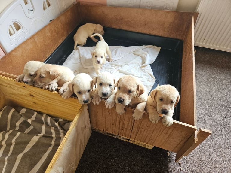 labrador puppies 