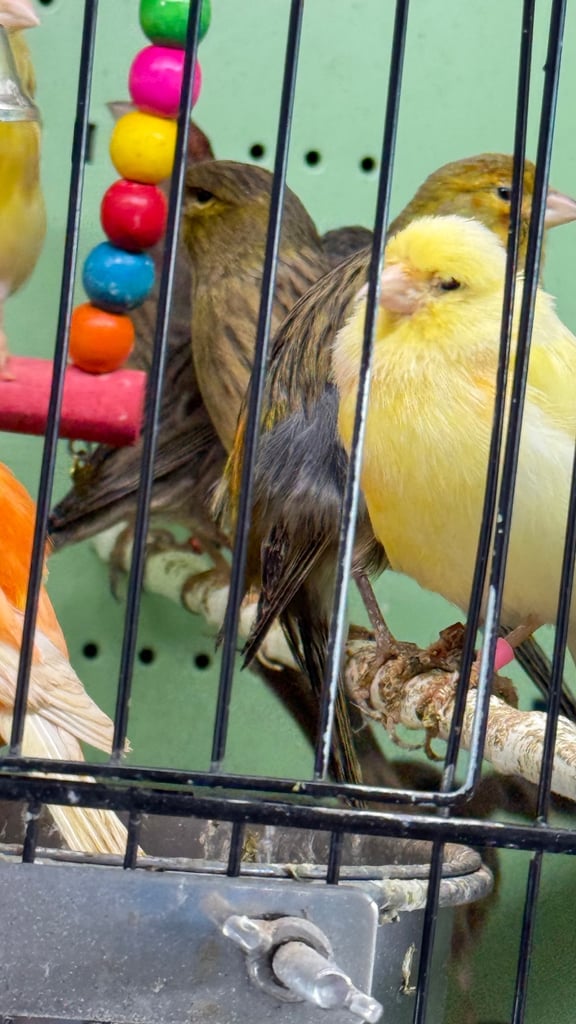 Budgies 