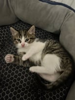 7 week old kitten- last one—-