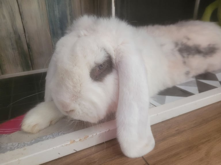 Rabbit less than 3 years old