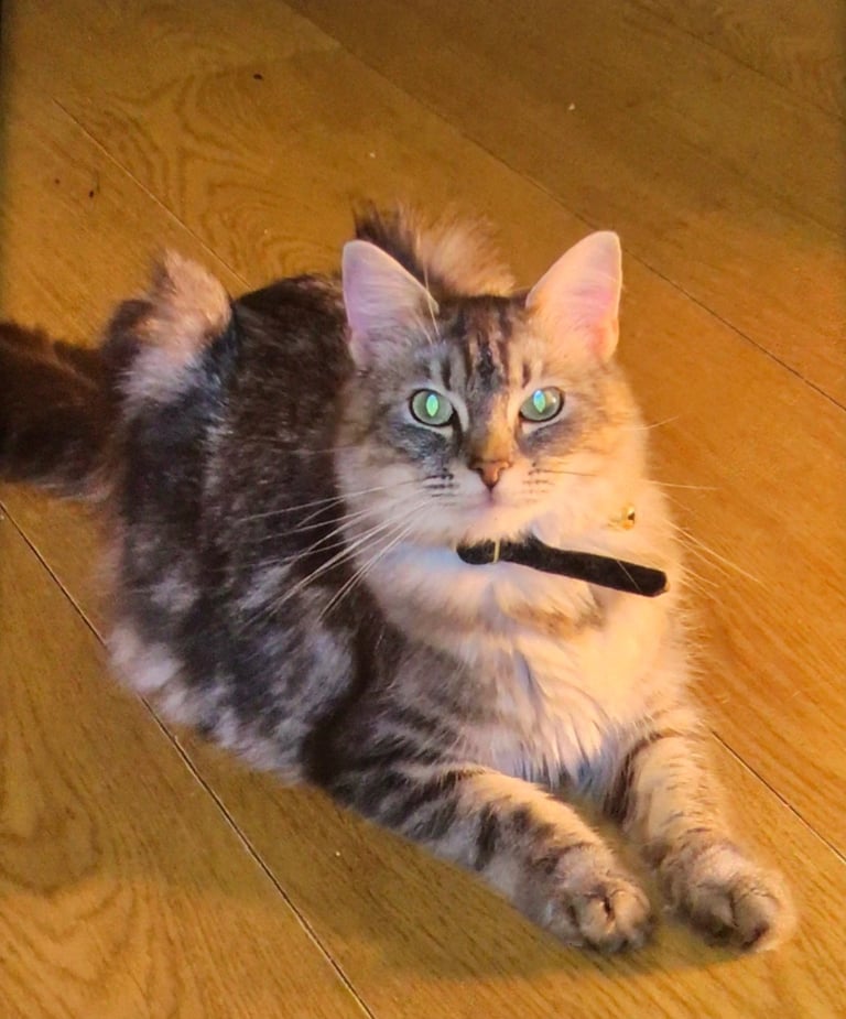 Exquisite Part Ragdoll Silver Tabby and Tabby & White Kittens