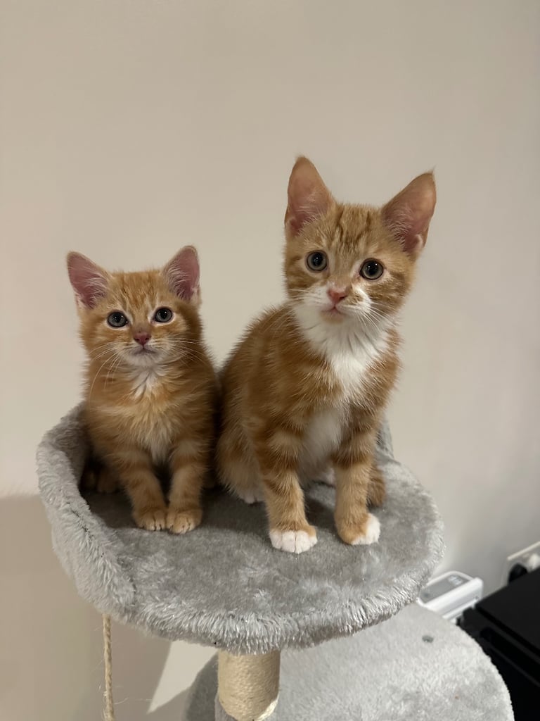 Ginger kittens available