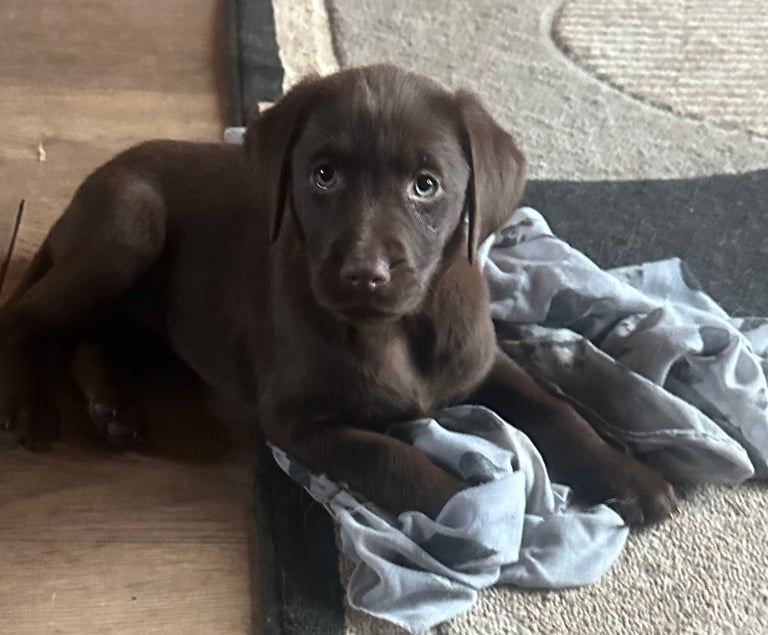 🐾 Labrador Puppies for Sale - Golden, Chocolate & Black