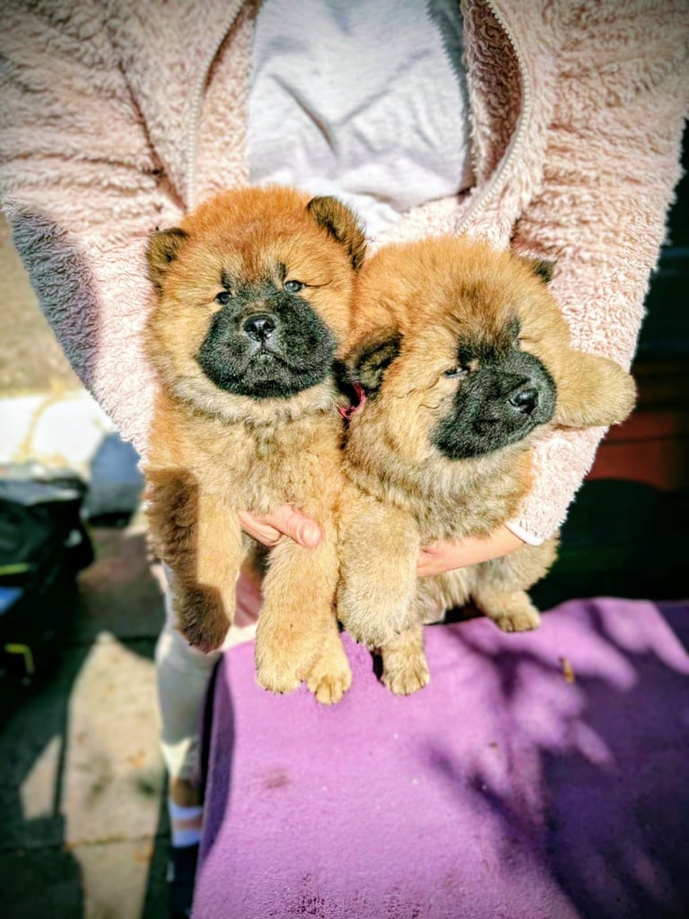 Chow chow