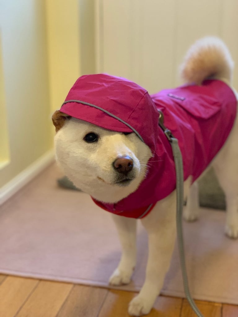  Rain Jacket For Dogs - KONG