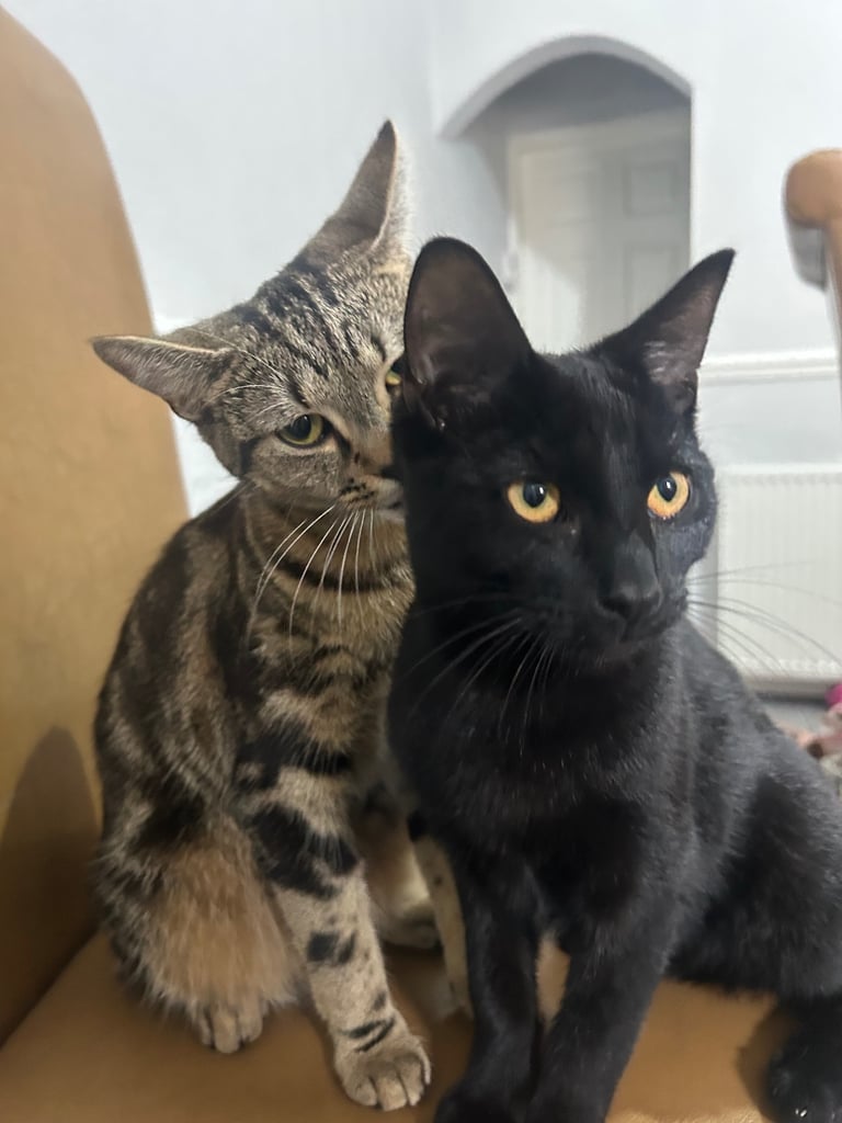 Need to go urgently. Female and male cat 