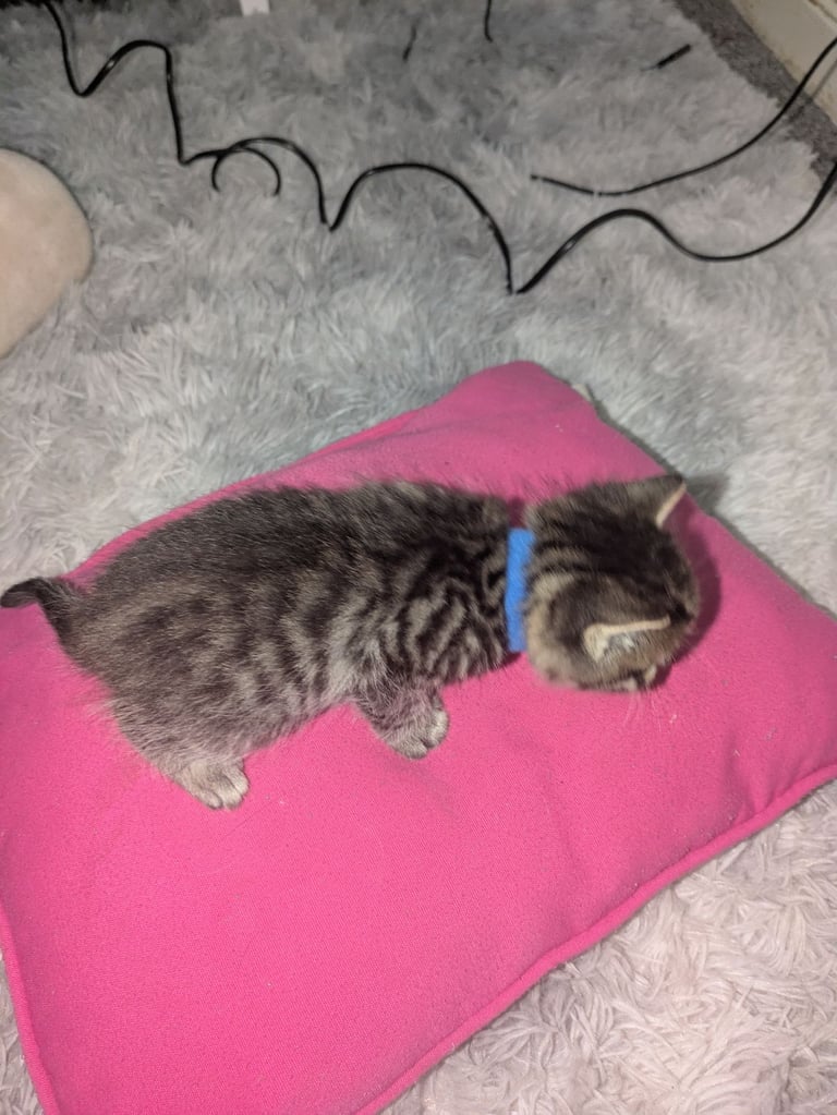 Kittens for sale 