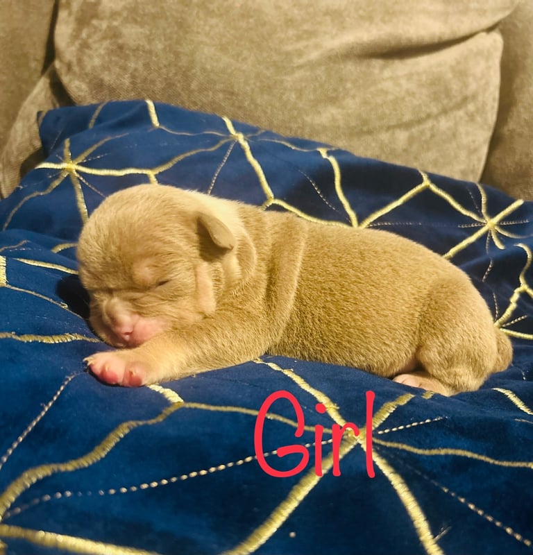 Olde English bulldog puppies 