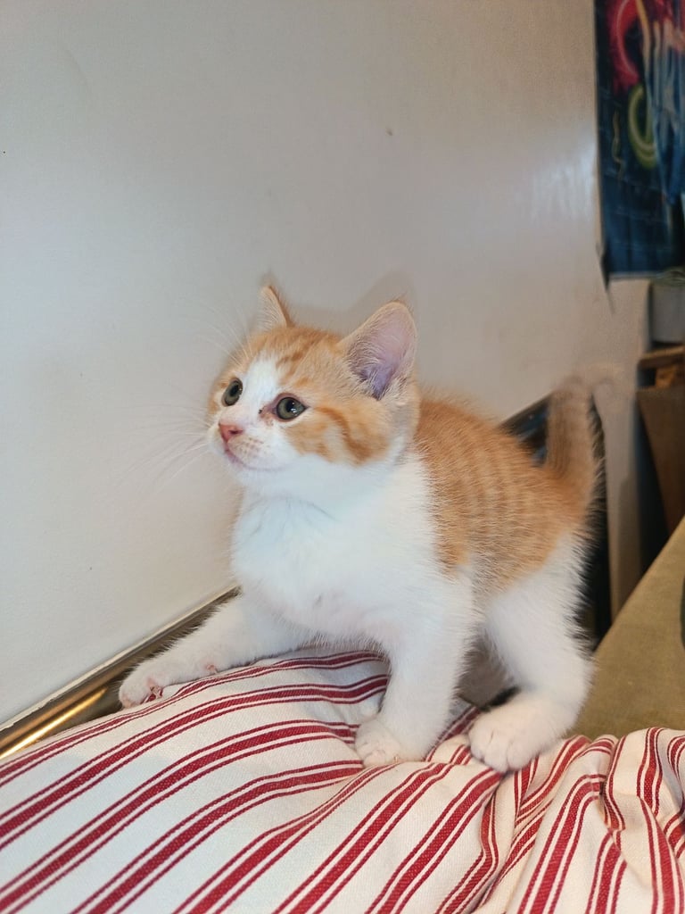 4 cuddly tabby and ginger kittens 