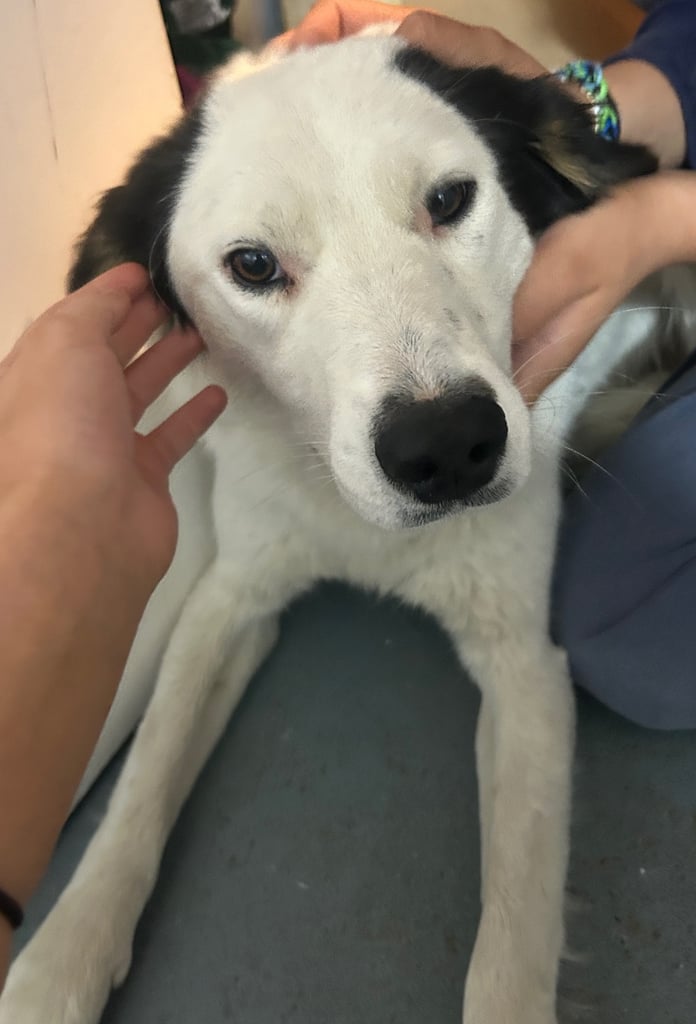 Castrated 11 months old female dog